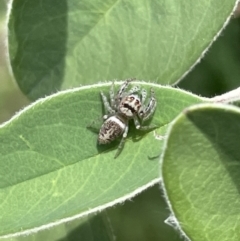 Opisthoncus sp. (genus) (Unidentified Opisthoncus jumping spider) at Canberra, ACT - 4 Jan 2023 by Hejor1