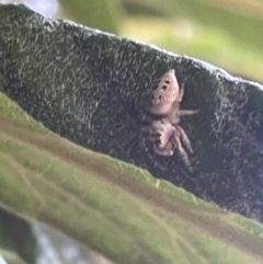 Opisthoncus grassator (Jumping spider) at Braddon, ACT - 8 Jan 2023 by Hejor1