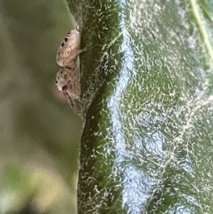 Opisthoncus grassator at Braddon, ACT - 8 Jan 2023