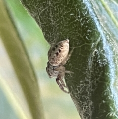 Opisthoncus grassator at Braddon, ACT - 8 Jan 2023 06:43 PM