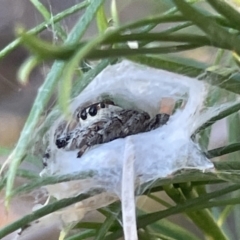 Opisthoncus sp. (genus) at Ainslie, ACT - 8 Jan 2023