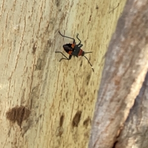 Dindymus versicolor at Braddon, ACT - 8 Jan 2023 07:14 PM