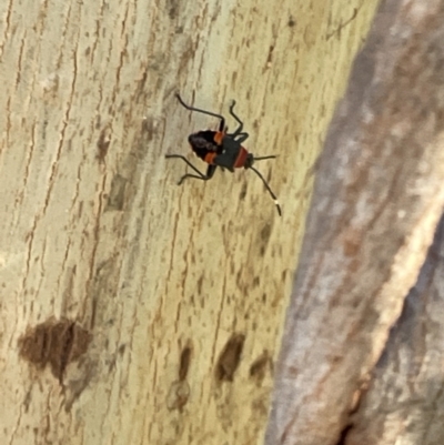 Dindymus versicolor (Harlequin Bug) at Braddon, ACT - 8 Jan 2023 by Hejor1
