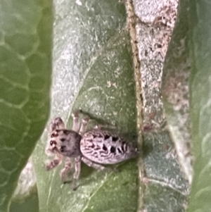 Opisthoncus grassator at Ainslie, ACT - 8 Jan 2023