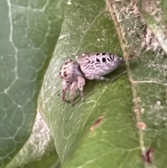 Opisthoncus grassator at Ainslie, ACT - 8 Jan 2023