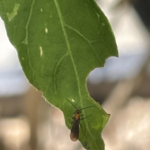 Braconidae (family) at Canberra, ACT - 9 Jan 2023 12:58 PM