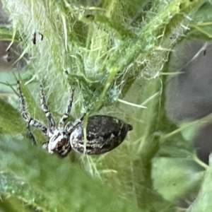 Salticidae (family) at Parkes, ACT - 9 Jan 2023 04:26 PM