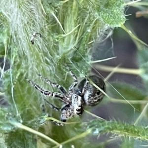 Salticidae (family) at Parkes, ACT - 9 Jan 2023 04:26 PM