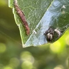 Salticidae (family) at Parkes, ACT - 9 Jan 2023 04:26 PM