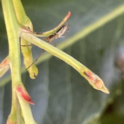 Tetragnatha sp. (genus) (Long-jawed spider) at Commonwealth & Kings Parks - 9 Jan 2023 by Hejor1