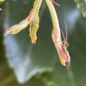 Tetragnatha sp. (genus) at Parkes, ACT - 9 Jan 2023