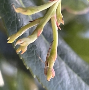 Tetragnatha sp. (genus) at Parkes, ACT - 9 Jan 2023