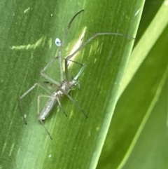 Tetragnatha sp. (genus) (Long-jawed spider) at Mount Ainslie to Black Mountain - 9 Jan 2023 by Hejor1