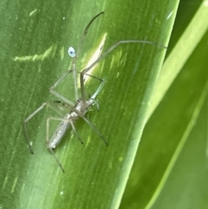 Tetragnatha sp. (genus) at Parkes, ACT - 9 Jan 2023