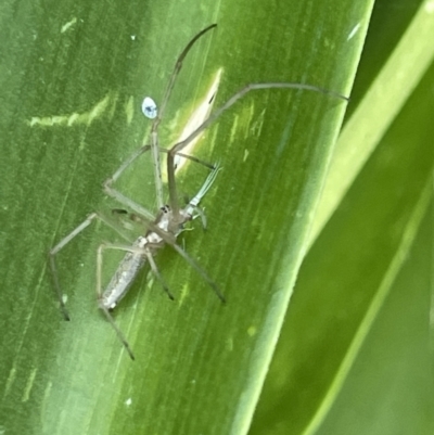 Tetragnatha sp. (genus) (Long-jawed spider) at Parkes, ACT - 9 Jan 2023 by Hejor1