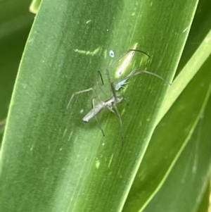 Tetragnatha sp. (genus) at Parkes, ACT - 9 Jan 2023