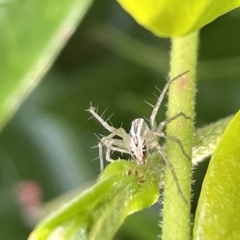 Oxyopes sp. (genus) (Lynx spider) at Canberra, ACT - 9 Jan 2023 by Hejor1