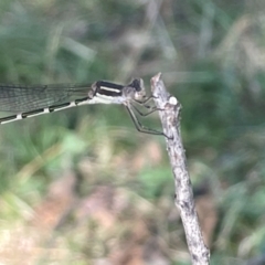 Inconclusive sighting (Inconclusive sighting) at Braddon, ACT - 10 Jan 2023 by Hejor1