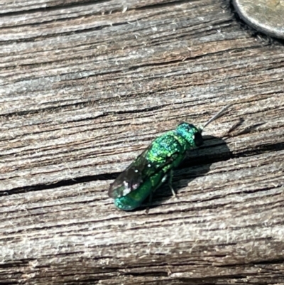 Primeuchroeus sp. (genus) (Cuckoo Wasp) at Braddon, ACT - 10 Jan 2023 by Hejor1