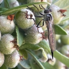 Cerdistus sp. (genus) (Yellow Slender Robber Fly) at Braddon, ACT - 10 Jan 2023 by Hejor1