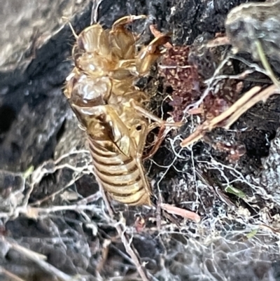 Yoyetta sp. (genus) (Firetail or Ambertail Cicada) at Ainslie, ACT - 11 Jan 2023 by Hejor1