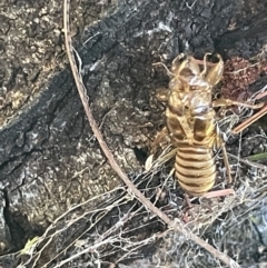 Yoyetta sp. (genus) at Ainslie, ACT - 11 Jan 2023