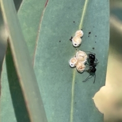 Formicidae (family) at Ainslie, ACT - 11 Jan 2023