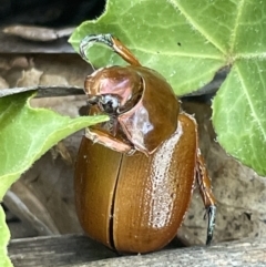 Anoplognathus sp. (genus) (Unidentified Christmas beetle) at Ainslie, ACT - 11 Jan 2023 by Hejor1