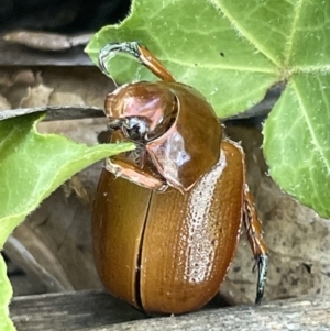 Anoplognathus sp. (genus) at Ainslie, ACT - 11 Jan 2023