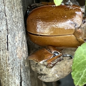 Anoplognathus sp. (genus) at Ainslie, ACT - 11 Jan 2023