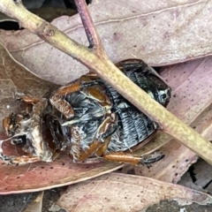 Anoplognathus sp. (genus) at Ainslie, ACT - 11 Jan 2023