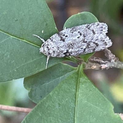 Philobota philostaura (A Concealer moth (Philobota group)) at Ainslie, ACT - 11 Jan 2023 by Hejor1