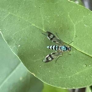 Heteropsilopus ingenuus at Corroboree Park - 11 Jan 2023 04:55 PM