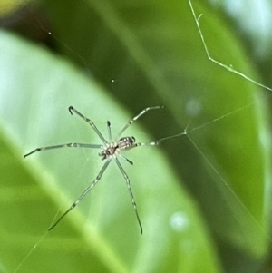 Leucauge sp. (genus) at Ainslie, ACT - 11 Jan 2023