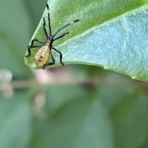 Coreidae (family) at Ainslie, ACT - 11 Jan 2023