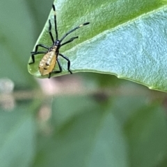 Coreidae (family) (Coreid plant bug) at Ainslie, ACT - 11 Jan 2023 by Hejor1