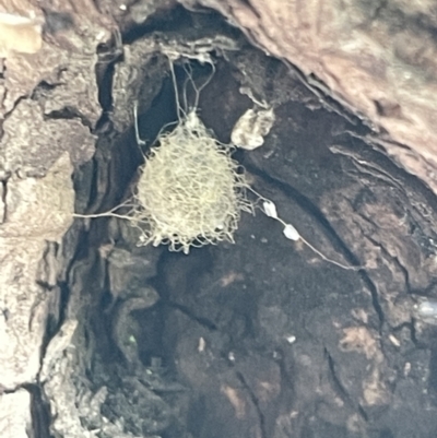 Australomimetus sp. (genus) (Unidentified Pirate spider) at Braddon, ACT - 11 Jan 2023 by Hejor1