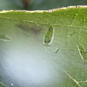 Helpis sp. (genus) at Braddon, ACT - 11 Jan 2023 04:30 PM