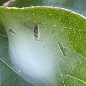 Helpis sp. (genus) at Braddon, ACT - 11 Jan 2023 04:30 PM