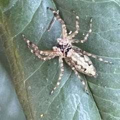 Helpis minitabunda (Threatening jumping spider) at Ainslie, ACT - 11 Jan 2023 by Hejor1