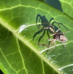 Helpis minitabunda (Threatening jumping spider) at Corroboree Park - 11 Jan 2023 by Hejor1