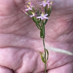 Centaurium sp. (Centaury) at Campbell, ACT - 12 Jan 2023 by Hejor1