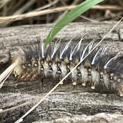 Anthela (genus) (An Anthelid moth) at Mount Ainslie - 12 Jan 2023 by Hejor1