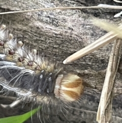 Anthela (genus) at Campbell, ACT - 12 Jan 2023 04:48 PM