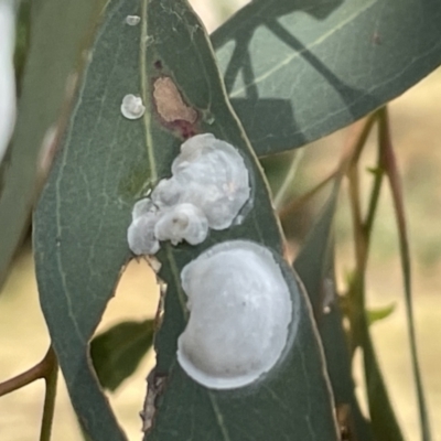 Lasiopsylla sp. (genus) (Psyllid or Lerp insect) at Mount Ainslie - 12 Jan 2023 by Hejor1