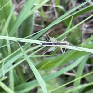 Conocephalus semivittatus at Kaleen, ACT - 13 Jan 2023 06:14 PM