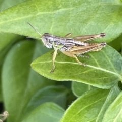 Praxibulus sp. (genus) (A grasshopper) at O'Connor Ridge to Crace Grasslands - 13 Jan 2023 by Hejor1