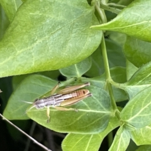 Praxibulus sp. (genus) at Kaleen, ACT - 13 Jan 2023