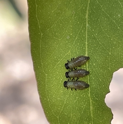 Paropsisterna beata (Blessed Leaf Beetle) at Casey, ACT - 14 Jan 2023 by Hejor1