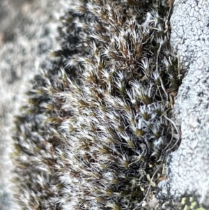 Grimmia sp. at Casey, ACT - 14 Jan 2023